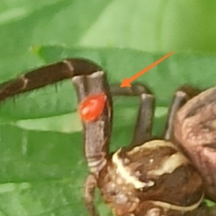 Parasitiformes