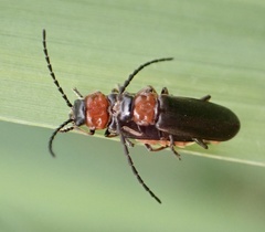 Silis ruficollis