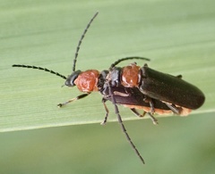Silis ruficollis
