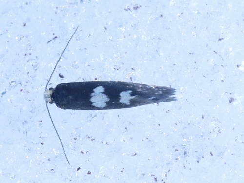 Incurvaria vetulella