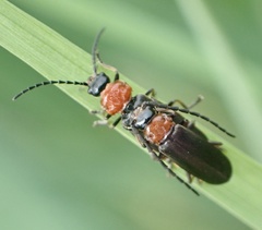Silis ruficollis