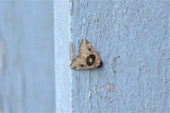 Marcipalina pustulata