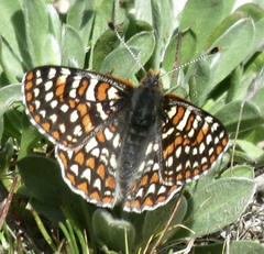 Euphydryas editha bayensis