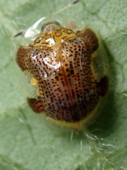 Image of Microctenochira fraterna