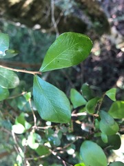Planchonella cotinifolia
