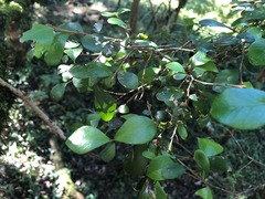 Planchonella cotinifolia