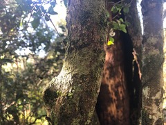 Planchonella cotinifolia