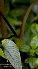 Rhynchoglossum