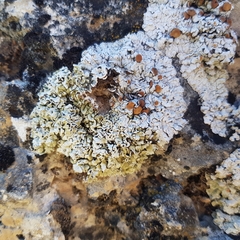 Squamarina cartilaginea