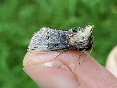 Abrostola tripartita