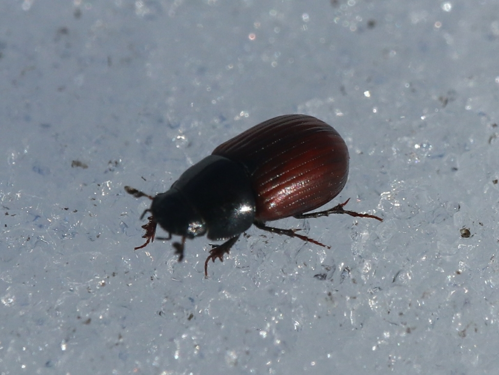 Northern Dung Beetle