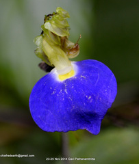 Rhynchoglossum