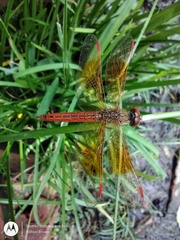Brachythemis contaminata