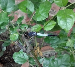 Brachydiplax sobrina