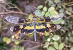Rhyothemis variegata