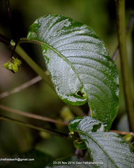 Rhynchoglossum