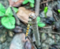 Brachydiplax chalybea