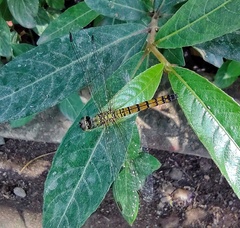 Brachydiplax chalybea