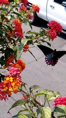 Mimoides thymbraeus aconophos
