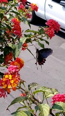 Mimoides thymbraeus aconophos