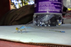 Pseudagrion rubriceps