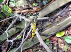 Brachydiplax chalybea