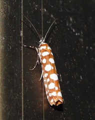 Atteva charopis