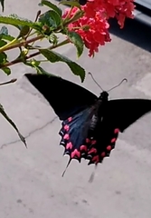 Mimoides thymbraeus aconophos