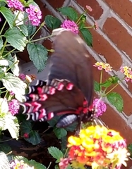 Mimoides thymbraeus aconophos