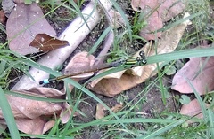 Ischnura senegalensis