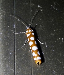 Atteva charopis