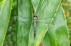 Brachydiplax chalybea