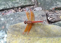 Brachythemis contaminata