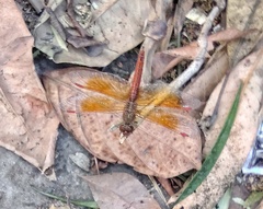 Brachythemis contaminata