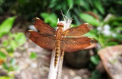 Neurothemis fulvia