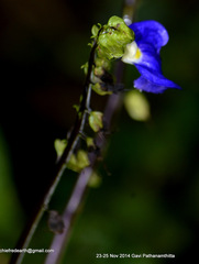 Rhynchoglossum