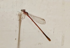 Agriocnemis pygmaea