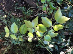 Strychnos psilosperma