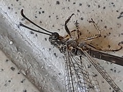 Myrmeleontidae