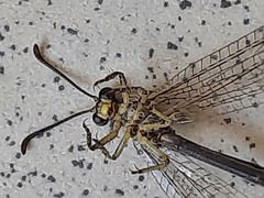 Myrmeleontidae