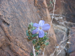 Barleria rigida