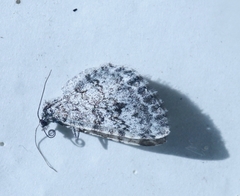 Xanthorhoe abrasaria