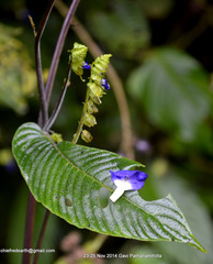 Rhynchoglossum