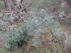 Acacia suaveolens