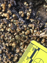 Selaginella eremophila