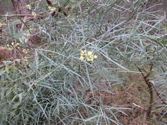 Acacia suaveolens