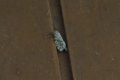 Alpenus maculosa