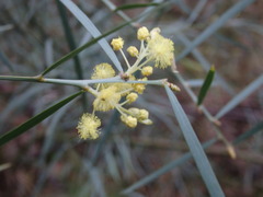 Acacia suaveolens