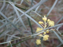 Acacia suaveolens