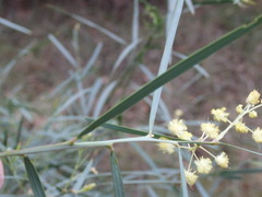 Acacia suaveolens